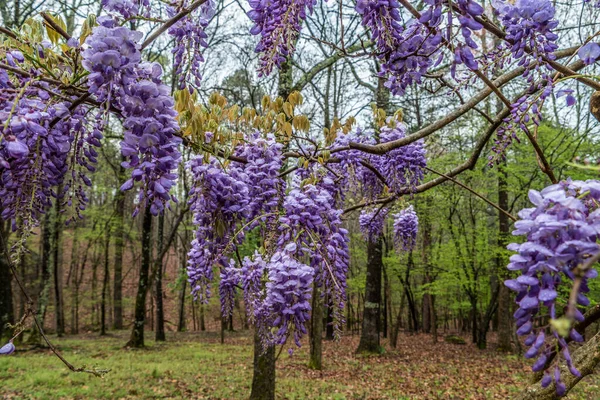 Looking through the blooming purple wisteria flowers hanging on a vine with the woodlands in the background on a cloudy day after the rain in springtime