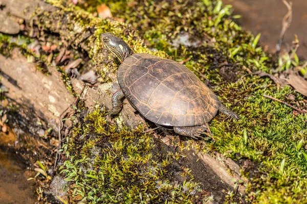 Een Enkele Middelgrote Beschilderde Schildpad Rustend Zonnebadend Een Mos Bedekt — Stockfoto