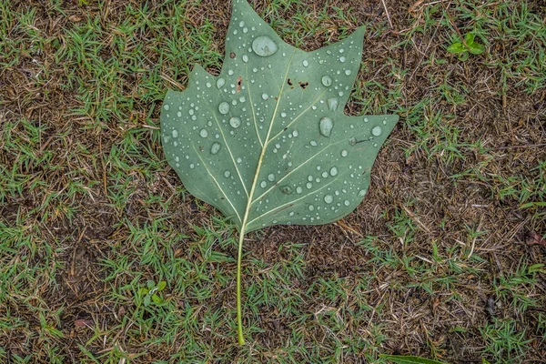 一本のチューリップの葉が雨の後に水滴で覆われた地面に横たわっています屋外の背景とテクスチャ — ストック写真