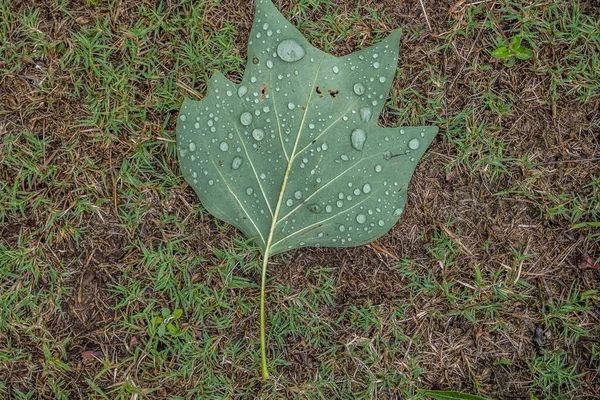 Uma Única Folha Tulipa Deitado Sua Parte Traseira Chão Coberto — Fotografia de Stock