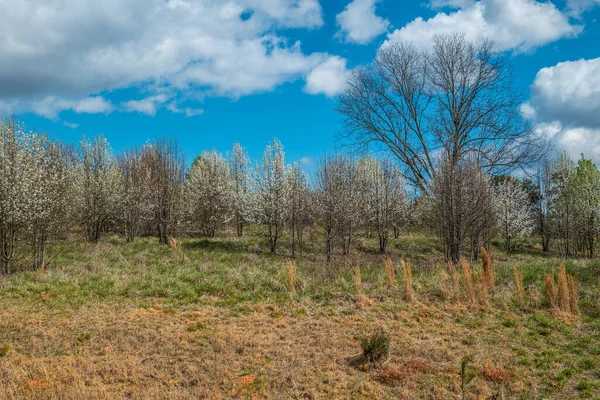 Campo Aberto Com Árvores Floridas Brancas Uma Fileira Florescendo Início — Fotografia de Stock