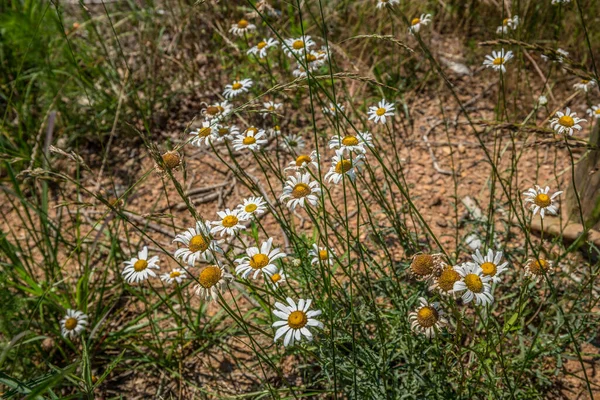 Grouping White Daisies Yellow Centers Growing Wild Field Dry Hot — Stock Photo, Image