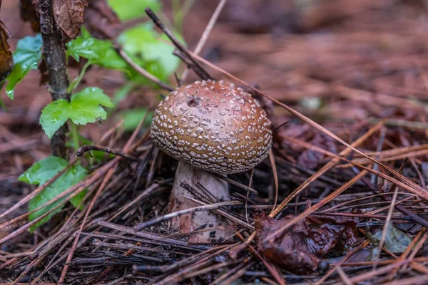 Ein Dunkelorange Gefleckter Pilz Der Sommer Aus Dem Waldboden Auftaucht — Stockfoto