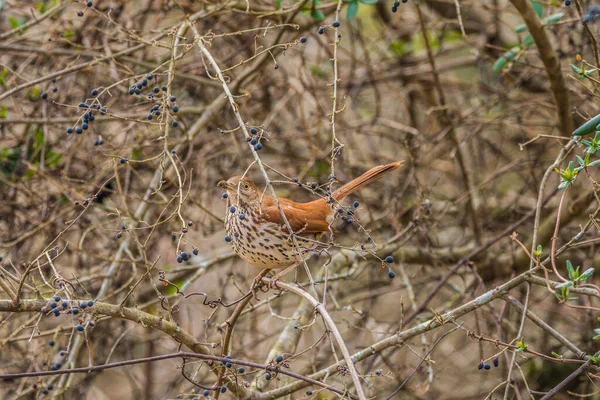 冬日里的一个阳光明媚的日子里 一只年轻的褐色猛禽坐在枝上 枝头长满了浆果 嘴里沾满了泥土 它是用来在地上锻造食物的 — 图库照片