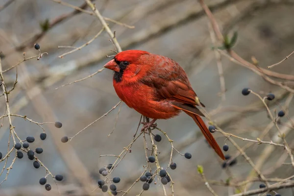 Leuchtend Rotes Männchen Gefieder Sitzt Auf Einem Zweig Und Frisst — Stockfoto