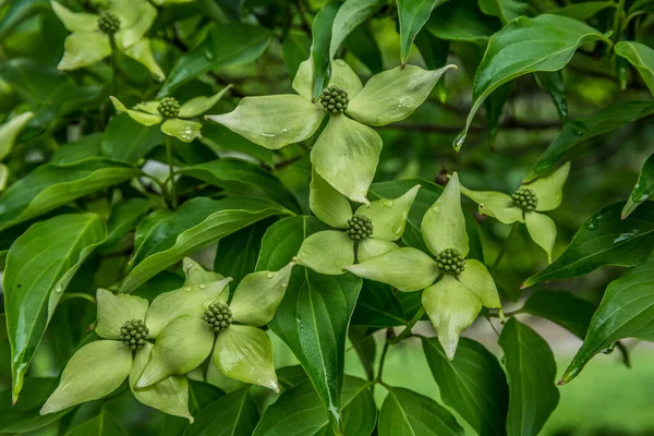 Small Chinese Dogwood Tree Full Greenish Flowers Blooming Lush Foliage — Stock Photo, Image