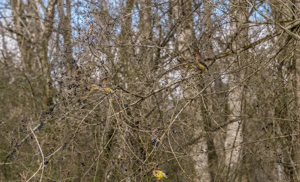 A bunch of cedar waxwing birds hidden in the bush eating berries the more you look the more you will see on a bright sunny day in wintertime