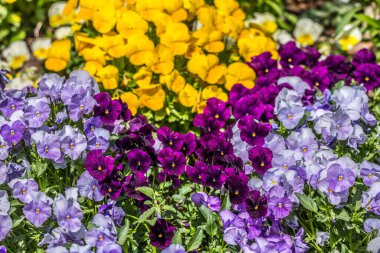Koyu ve açık mor ve parlak sarı hanım evlatları baharda güneşli bir günde bahçeye dikilip yakından bakıyorlar.