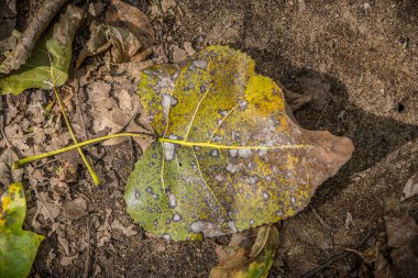Benekli renkli bir sonbahar yaprağı, eşsiz güzelliği üzerine güneş ışığıyla birlikte ormanlık alanda yere düştü.