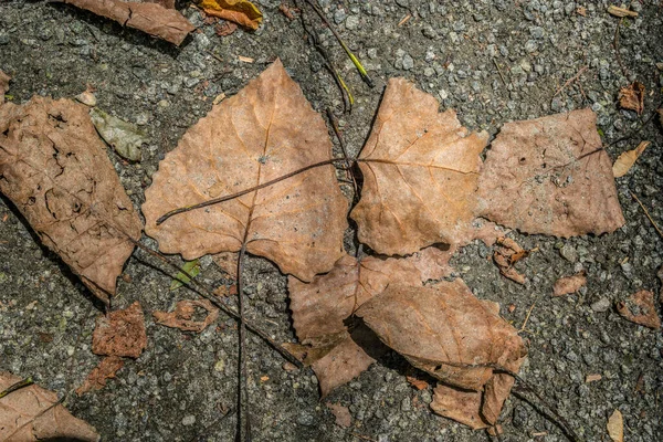 Fallen brown leaves on the ground crushed and covered with gritty sand from the trail on a bright sunny day in summertime backgrounds and textures