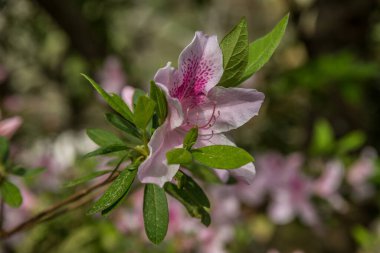 Canlı, pembe bir açelya çiçeği bir dalda tam çiçeklenir. Detaylı olarak diğer çiçekler arka planda parlak, güneşli bir bahar gününde bulanıklaşır.