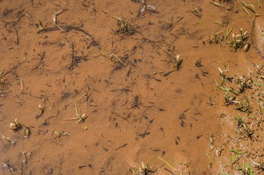 Bazılarının bacakları gelişiyor ve birkaç küçük balık baharın güneşli bir gününde sulak sularda sığ sularda yüzüyorlar.