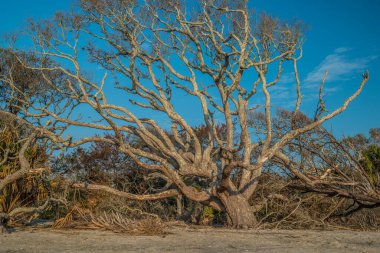 Gürcistan 'ın güneyindeki Jekyll Adası' nda, bahar aylarında güneşli bir günde, düşen diğer palmiye ağaçları ile birlikte sahildeki yaşlı ağaçların üzerinde sabah ışığı parlıyordu.