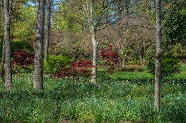 Baharda ağaçların ve nergislerin çeşitliliğinde parlayan parlak yapraklarla dolu bir bahçe manzarası güneşli bir günde çiçek açmayı bitiriyor.