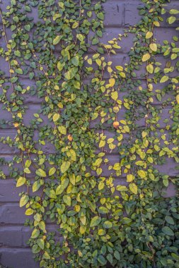Açık yüzeyi kaplayan bir binanın koyu renkli tuğla duvarında büyüyen parlak yeşil yapraklı bir sarmaşık.