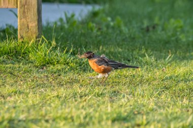 Amerikan narbülbülü kırmızısı çimenlerde yürüyor güneşli bir bahar sabahında yuva yapmak için kuru malzemeler topluyor.