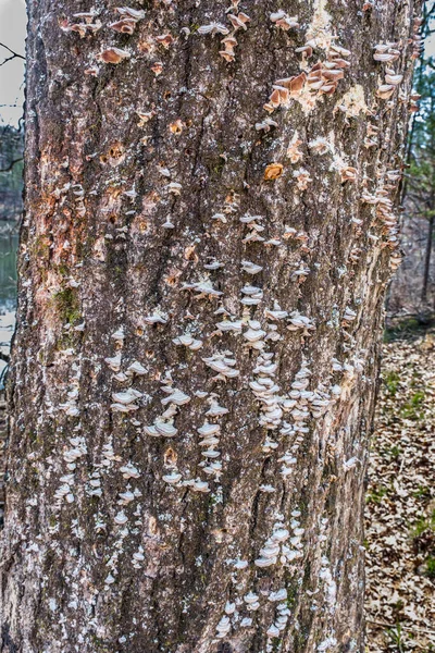Μύκητες Που Αναπτύσσονται Στο Φλοιό Του Ζωντανού Κορμού Δέντρων Μικρές — Φωτογραφία Αρχείου