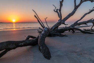 Large driftwood lying on the beach in the foreground at Jekyll island, Georgia with the bright sun setting over the ocean in the background in springtime clipart