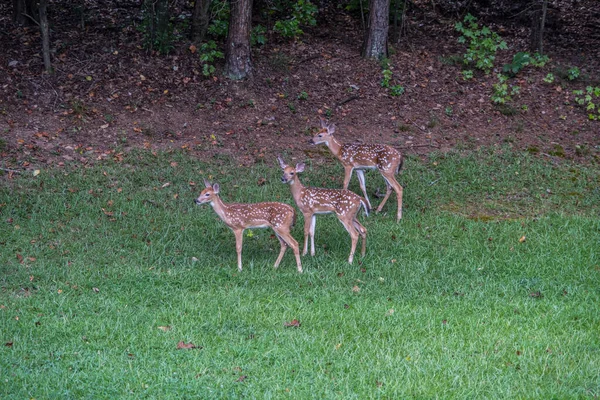 夏の晴れた日に森の中を見て裏庭に立って待っている3人の愛らしい赤ちゃんのファン — ストック写真