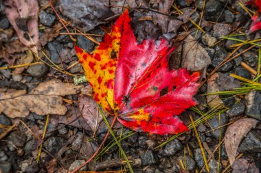 Sonbaharda orman zemininde grunge ile çevrili patikada tek bir ıslak ve parlak kırmızı yaprak yatıyordu.