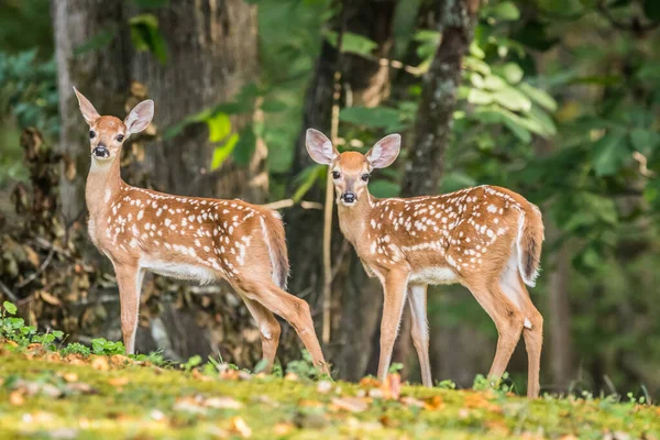 Two Fawns Siblings Standing Together Posing Very Still Closeup Forest — Stock Photo, Image