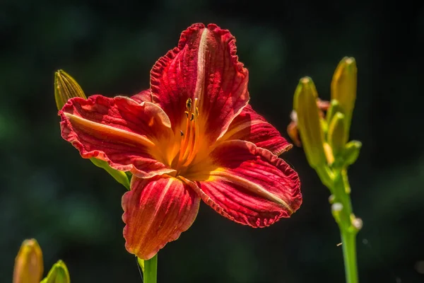 黄色のセンターデイリリリーの明るい赤は 夏の暑い晴れた日にバックグラウンドで未開封の芽で完全に閉まりました — ストック写真