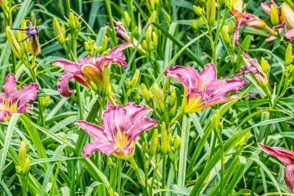 夏の暑い晴れた日に庭の花壇に植えられたフリル花びらのマゼンタまたは深いピンクのユリのグループ — ストック写真
