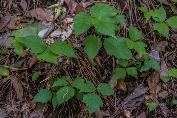 Monte Hera Venenosa Fresca Crescendo Chão Floresta Longo Trilha Nas — Fotografia de Stock