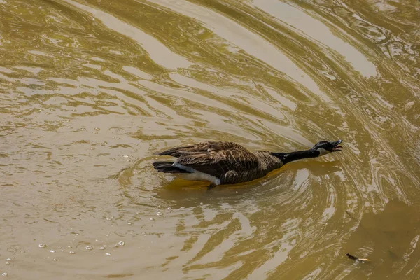 春天的一个阳光明媚的日子 加拿大一只愤怒的鹅在湿地附近的水里对着另一只鹅大喊大叫 — 图库照片