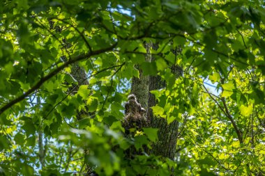 Güneşli bir ilkbahar gününde, ağaçlık alanlarda yapraklarla dolu bir ağaçla çevrili bir ağacın tepesindeki bir yuvada uyanık bir şekilde oturan iki fıçı yavrusu güneşin altında doğar.