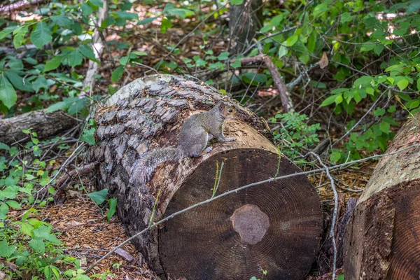 Ein Graues Eichhörnchen Sitzt Still Auf Einem Abgeschnittenen Baumstamm Wald — Stockfoto