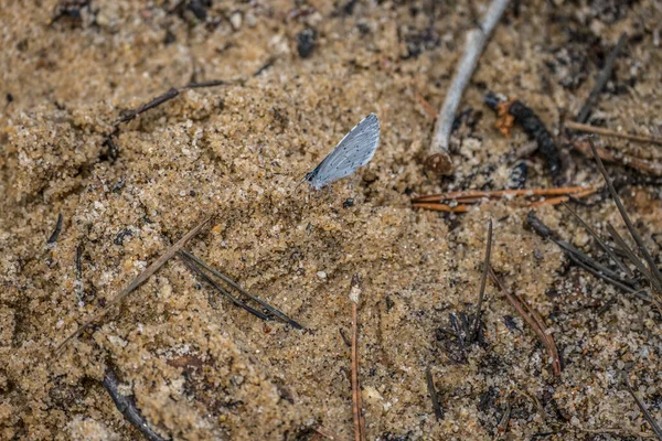 Small Blue Butterfly Crawling Sand Beach Smallest Butterflies Light Blue — Stock Photo, Image