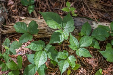 Looking down on a patch of poison ivy growing on the forest floor along the hiking trail with a small daddy long legs on top of a leaflet on a sunny day in springtime