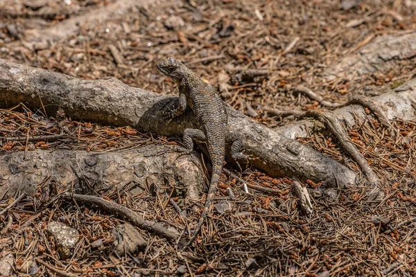 Colorful Eastern Fence Lizard Scaly Skin Perch Tree Root Enjoying — Foto de Stock