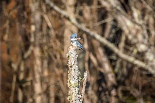 Homem Adulto Cinturão Kingfisher Empoleirado Alto Topo Árvore Quebrado Posando — Fotografia de Stock