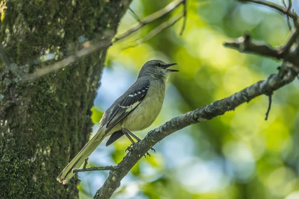 Oiseau Moqueur Haut Perché Sur Une Branche Arbre Chantant Bruyamment — Photo