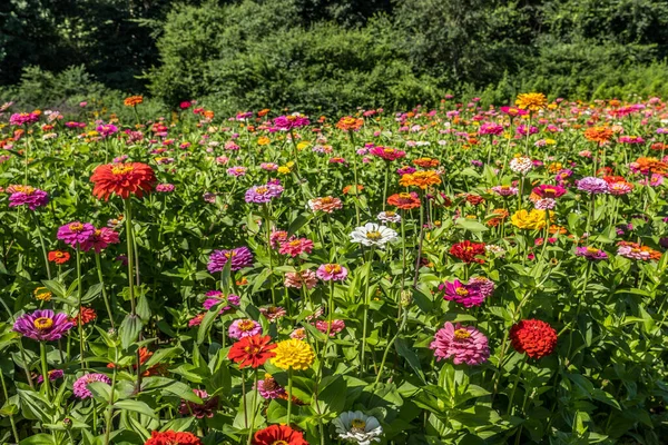 Variedad Zinnias Multicolores Primer Plano Campo Agrícola Plena Floración Con — Foto de Stock