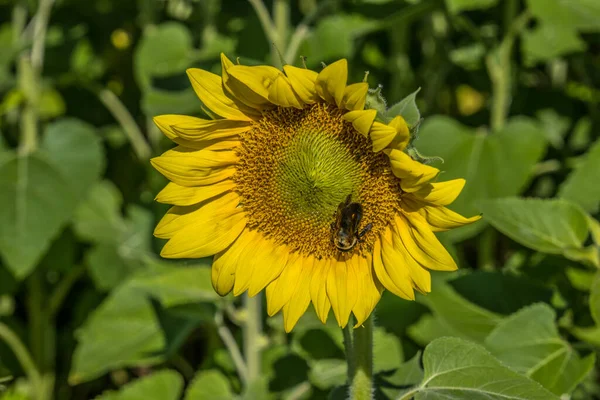夏天阳光明媚的一天 大蜜蜂在田野里忙着采摘黄色向日葵的花粉 — 图库照片