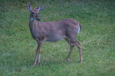 Hamile bir dişi, baharın sonlarına doğru arka bahçede dikilip izliyor.
