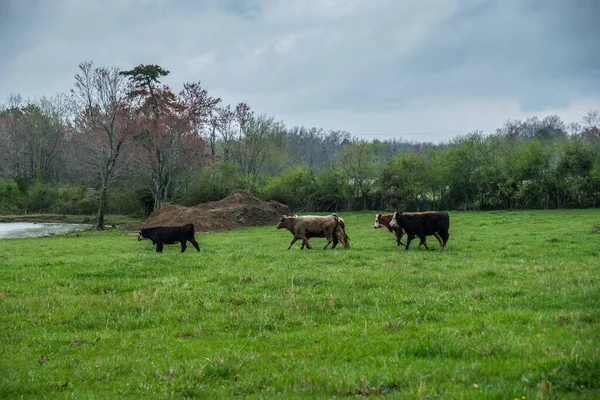 Gruppo Mucche Campo Agricolo Iniziato Scappare Quando Cominciato Piovere Una — Foto Stock