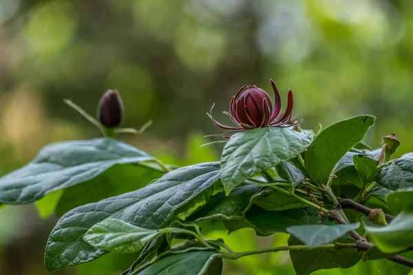 Also Known Carolina Allspice Shrub Dark Red Flowers Fragrant Grows — Stock Photo, Image