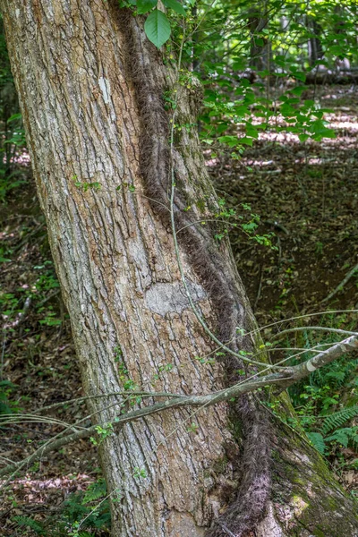 Nahaufnahme Einer Großen Gift Efeu Reben Wächst Ein Großer Baum — Stockfoto