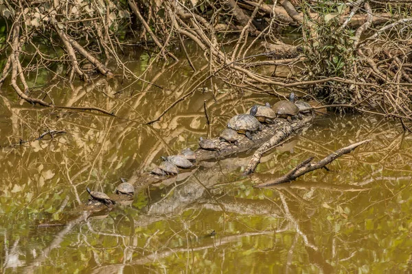 Tortugas Pintadas Pequeñas Grandes Una Fila Encaramadas Parte Superior Árbol —  Fotos de Stock