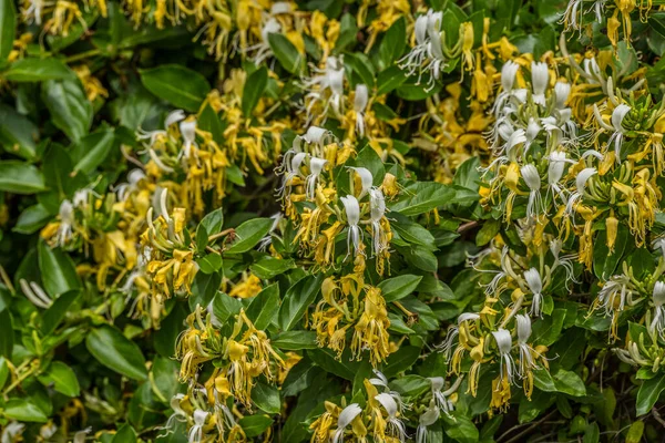 Yellow White Honeysuckle Flowers Growing Wild Large Bush Vines Full — Stock Photo, Image