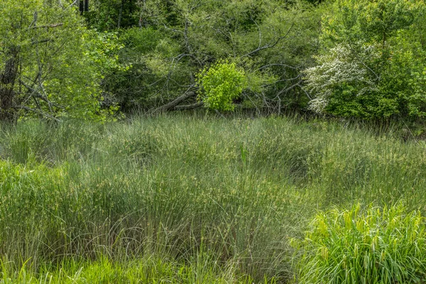 Saftig Hohe Gräser Büsche Und Seggen Wachsen Schlammigen Flachen Wasser — Stockfoto
