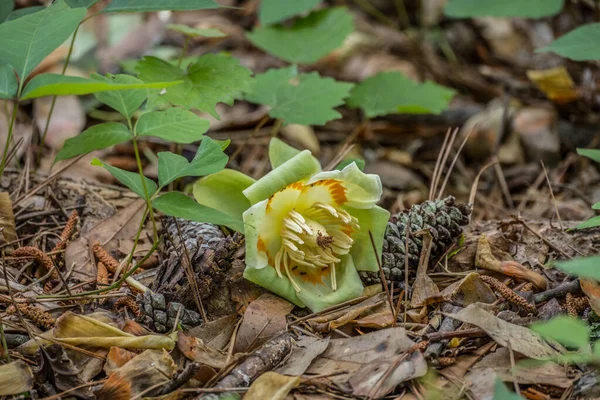 Una Flor Tulipán Caída Suelo Rodeada Escombros Forestales Abierta Plena — Foto de Stock