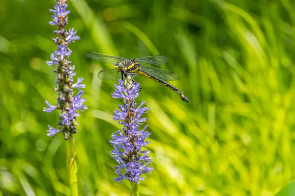 Duży Żółty Ważka Siedzi Szczycie Purpurowy Pickerelweed Wodnych Roślin Stawie — Zdjęcie stockowe