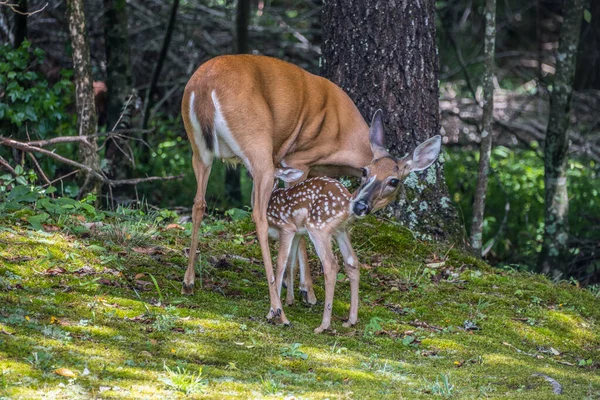 春の晴れた日には 母鹿が群生し 森の中で赤ちゃんを守る一方で 新生児看護 — ストック写真