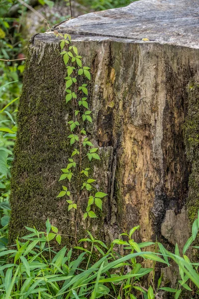 Vine Small Leaves Three Poison Ivy Growing Decaying Tree Stump — Stok fotoğraf