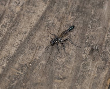 Looking down top view of a great black wasp or digger wasp resting still on a wooden deck closeup on a sunny day in summertime
